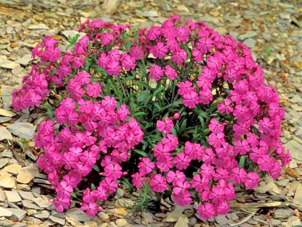 catchfly flower flower seeds