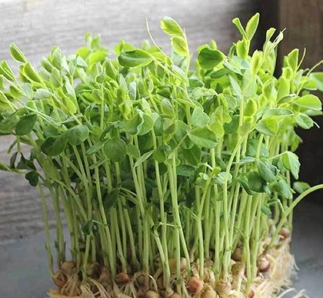 dun pea flower seeds