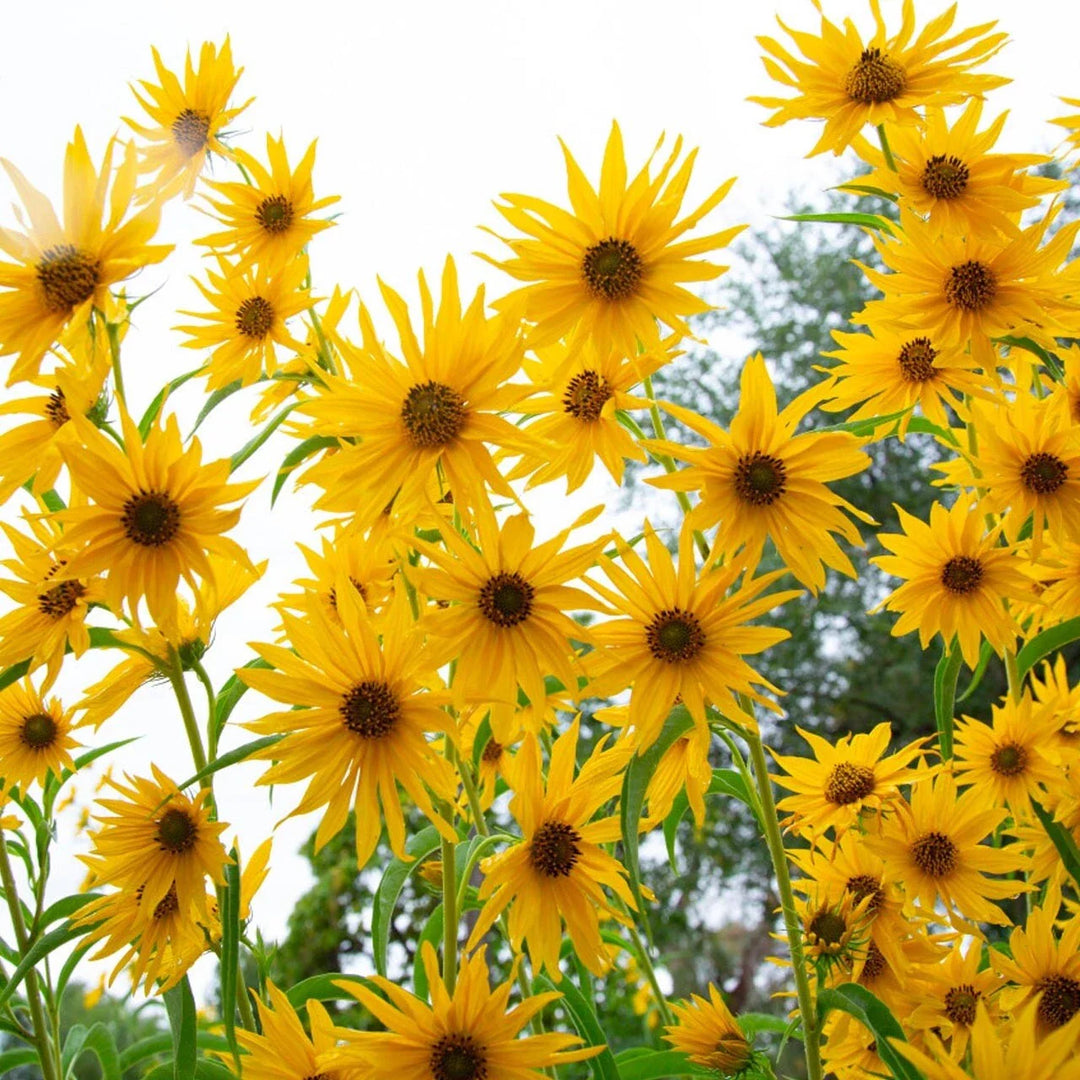 yellow maximilian flower seeds