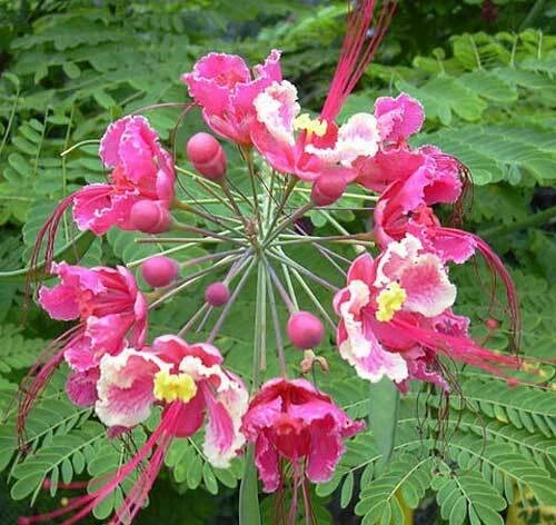 pink caesalpinia flower seeds