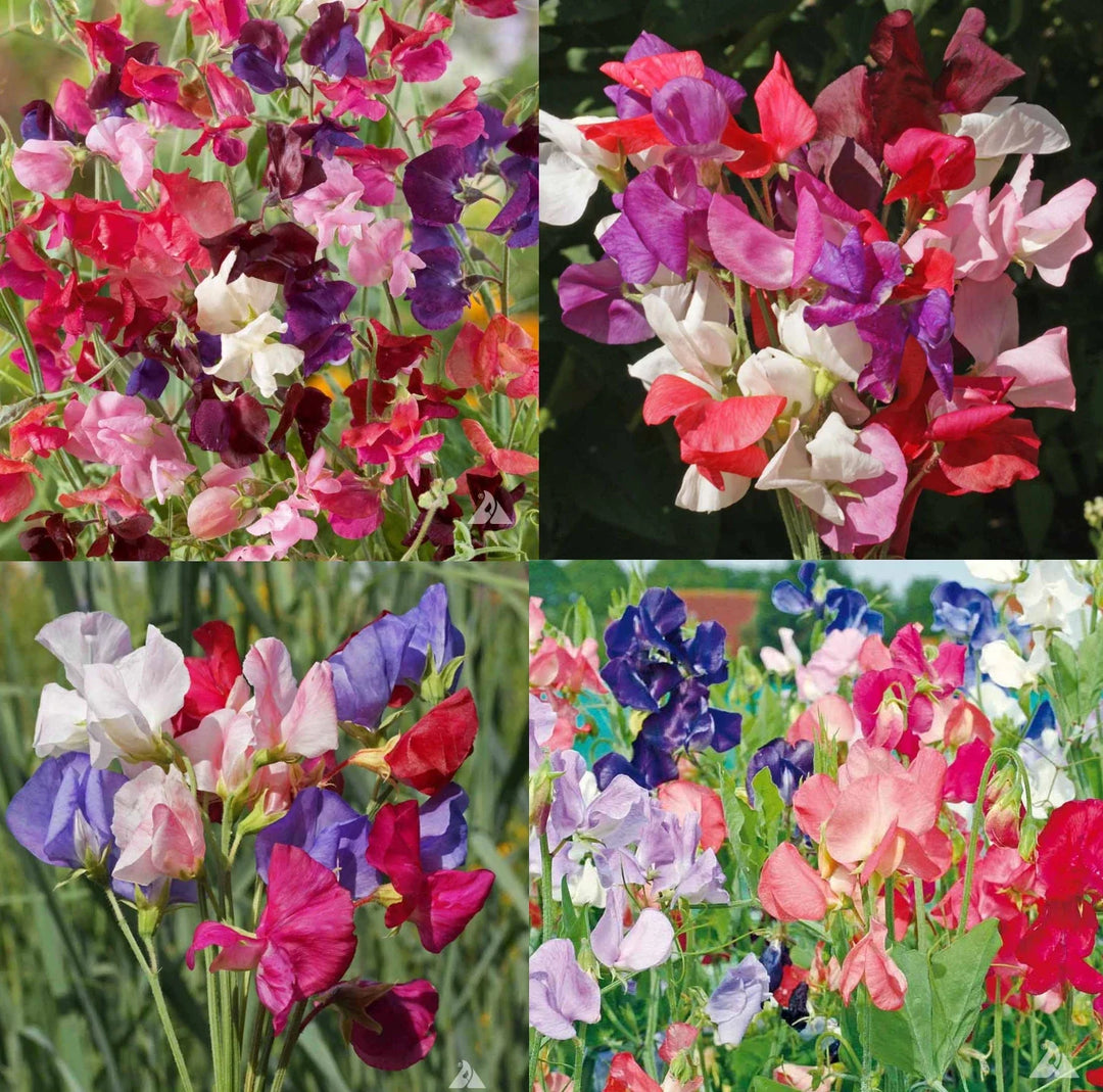 landscaper s flower seeds