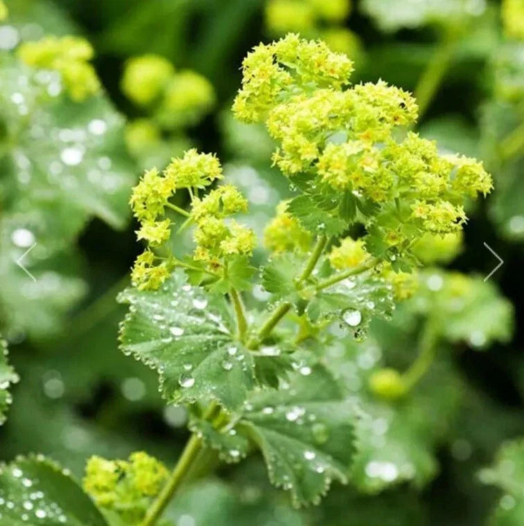 ladys mantle flower seeds