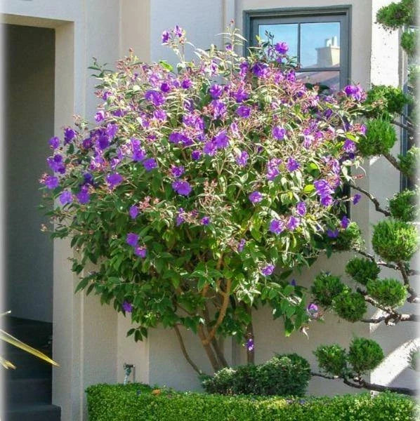 tibouchina urvilleana flower seeds