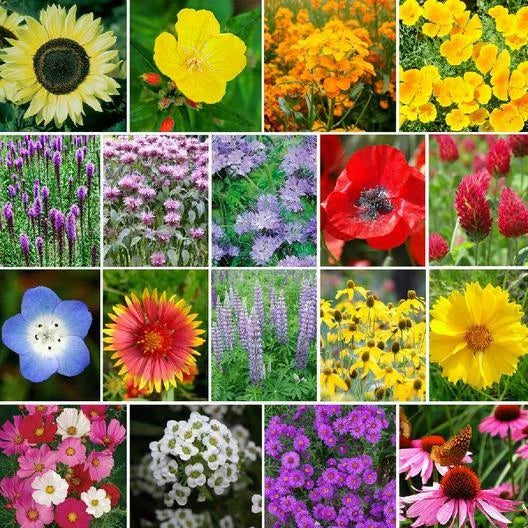 wildflower mix flower seeds