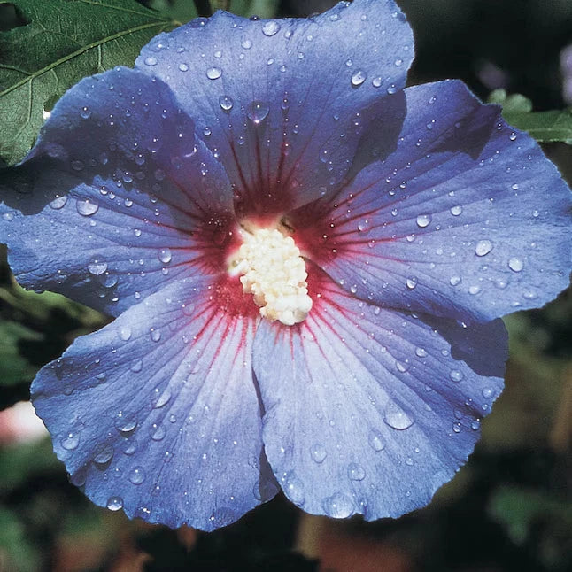 blue purple flower seeds