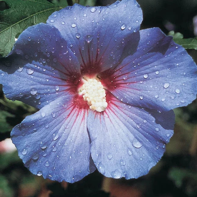 blue purple flower seeds