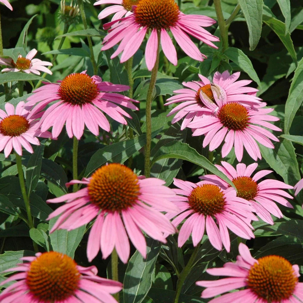 purple echinacea flower seeds