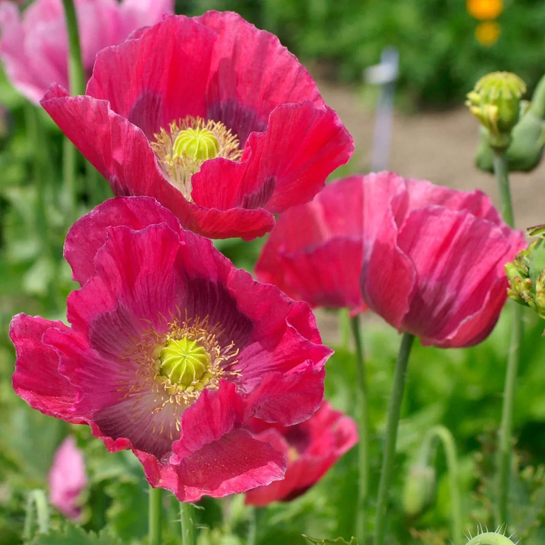 poppy hens flower seeds
