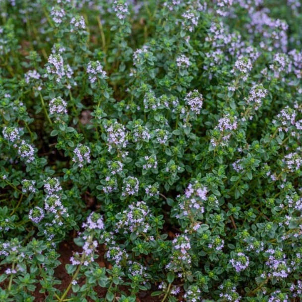 purple thyme flower seeds