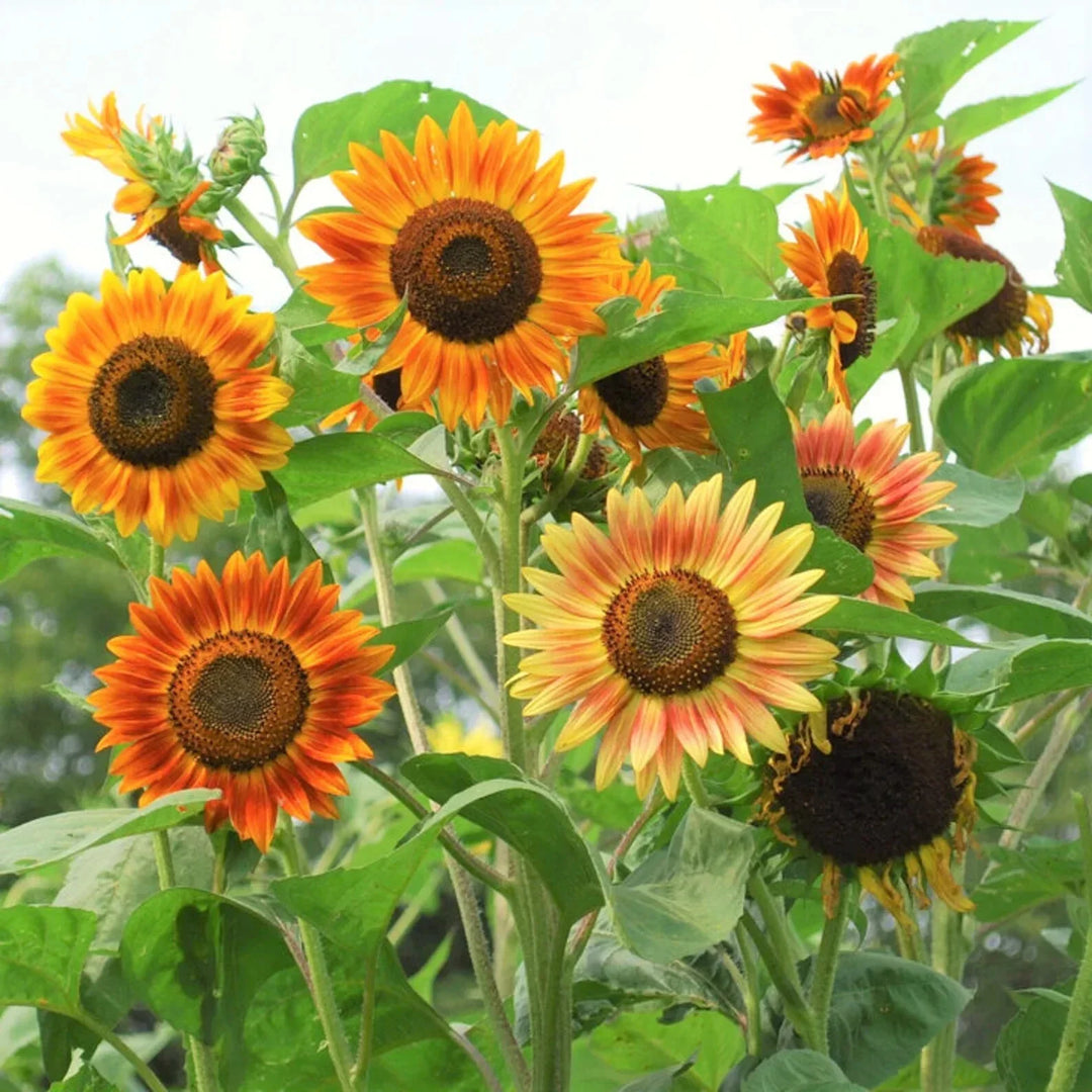 red evening flower seeds
