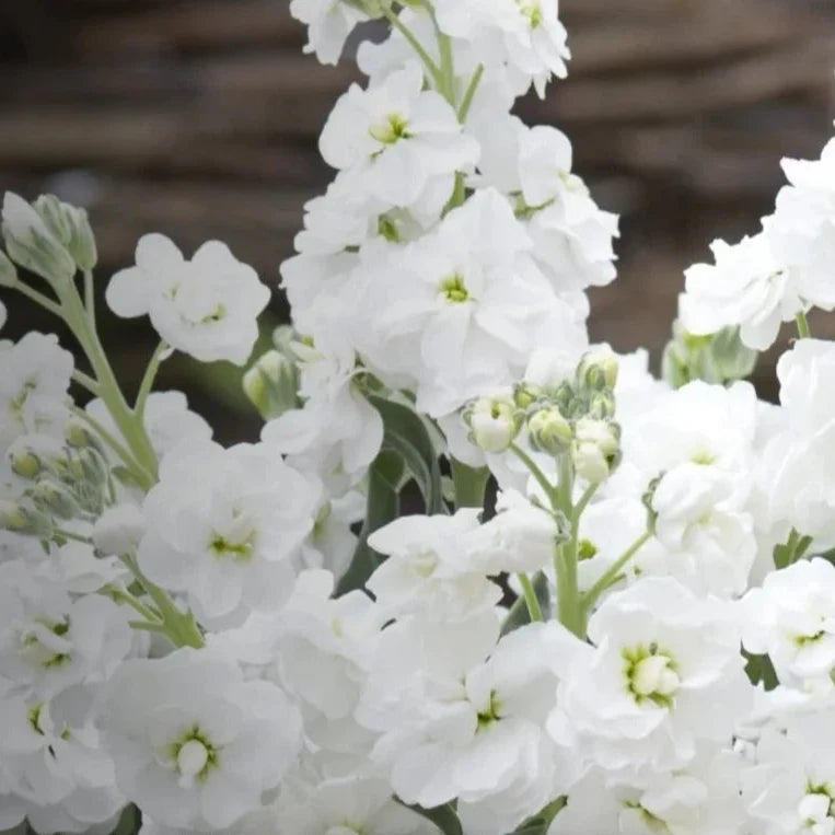 white column flower seeds