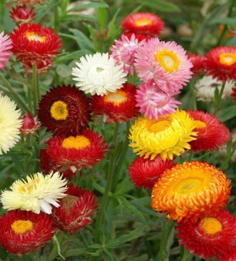 swiss giants flower seeds