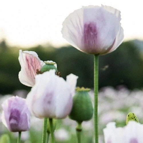 tasmanian poppy flower seeds