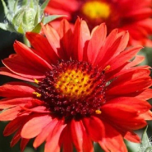 red arizona flower seeds