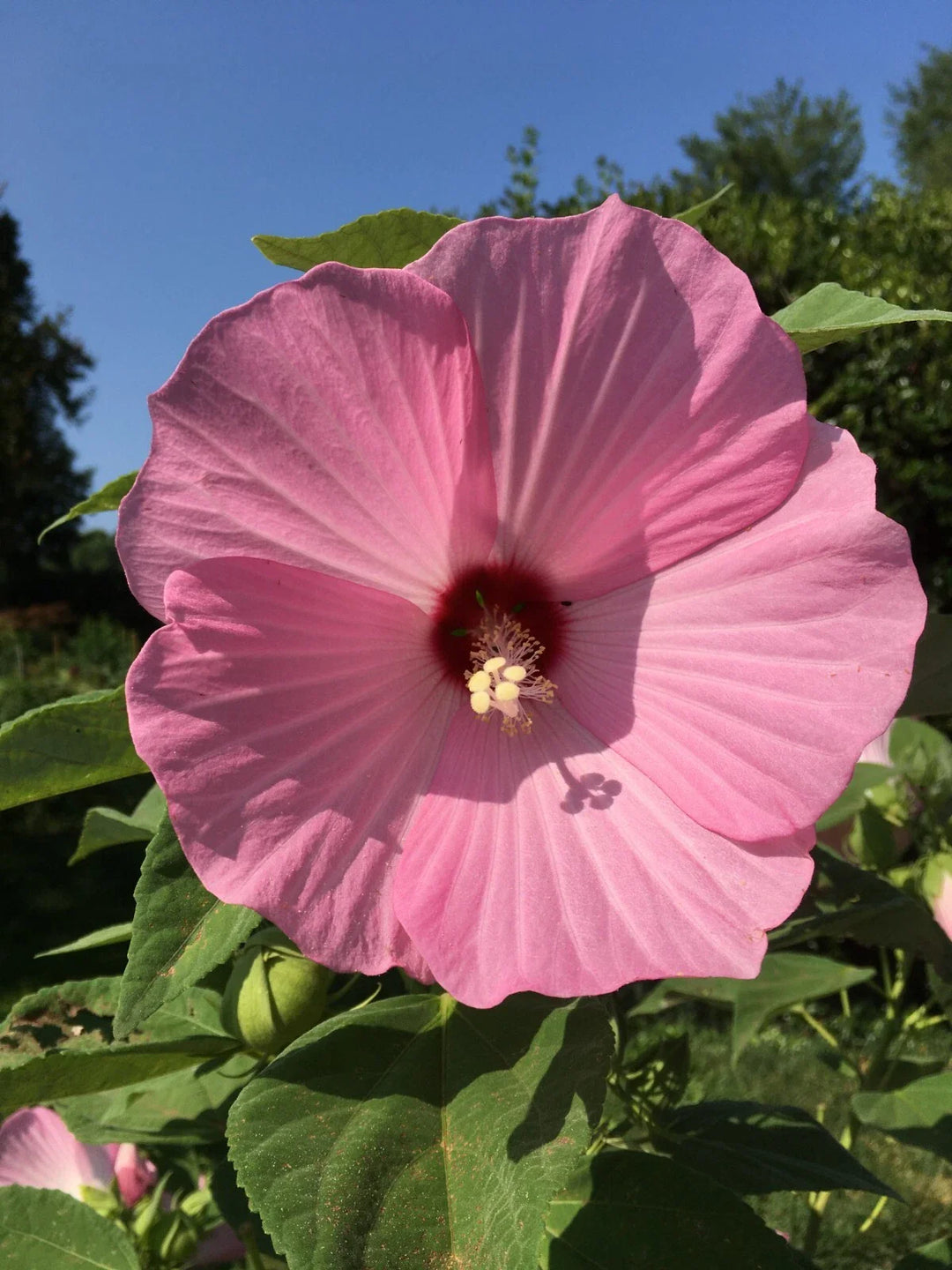 pink swamp flower seeds