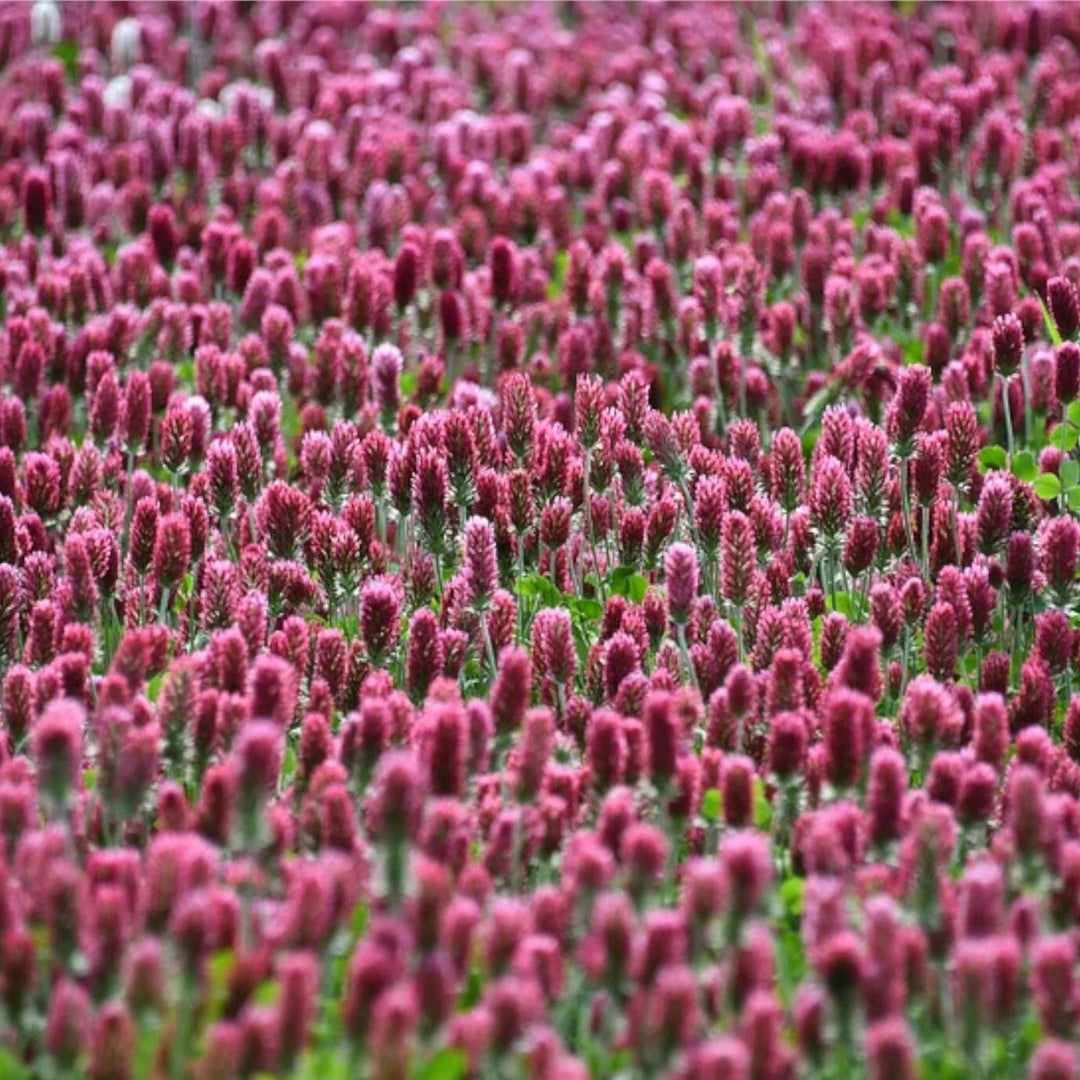 crimson clover flower seeds