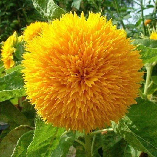 teddy bear flower seeds