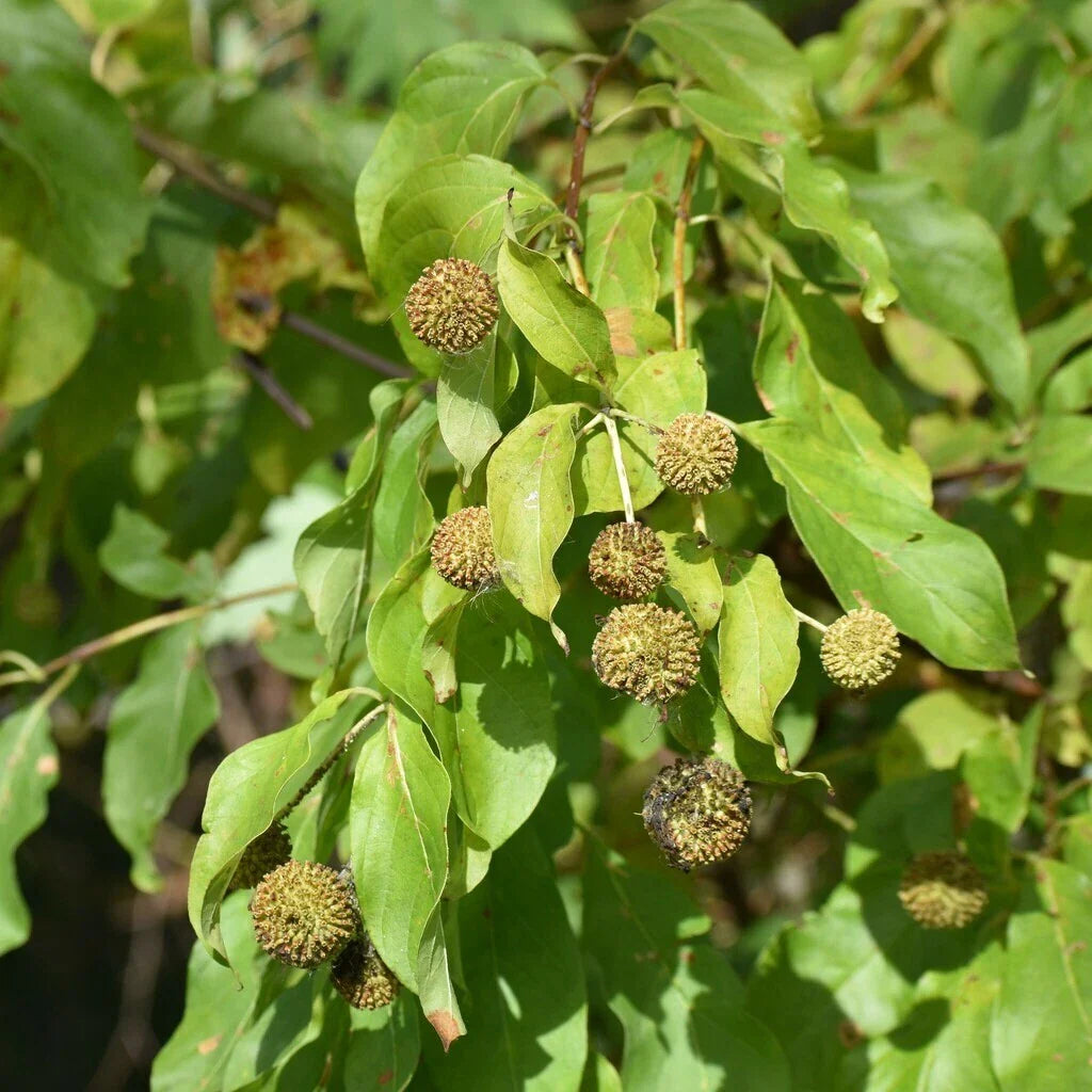 buttonbush cephalanthus flower seeds