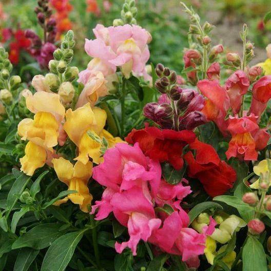 snapdragon magic flower seeds
