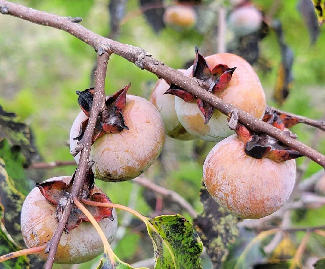american persimmon flower seeds