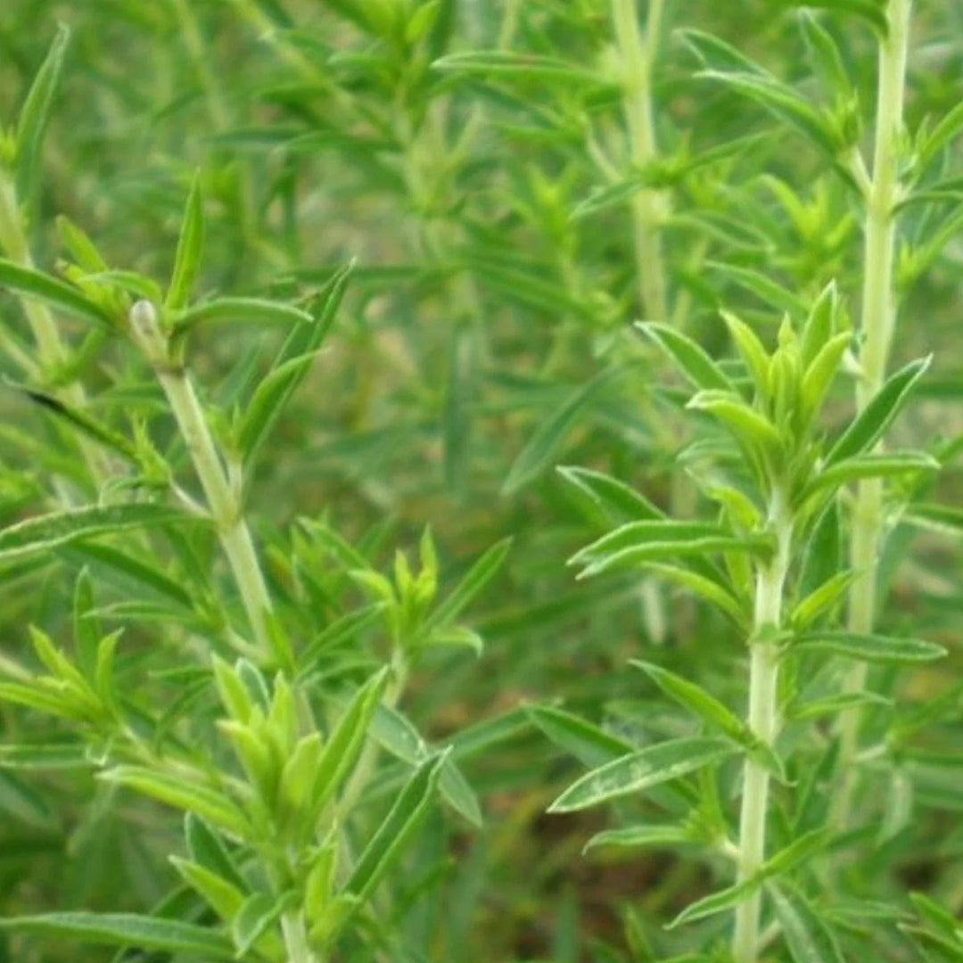 savory winter flower seeds