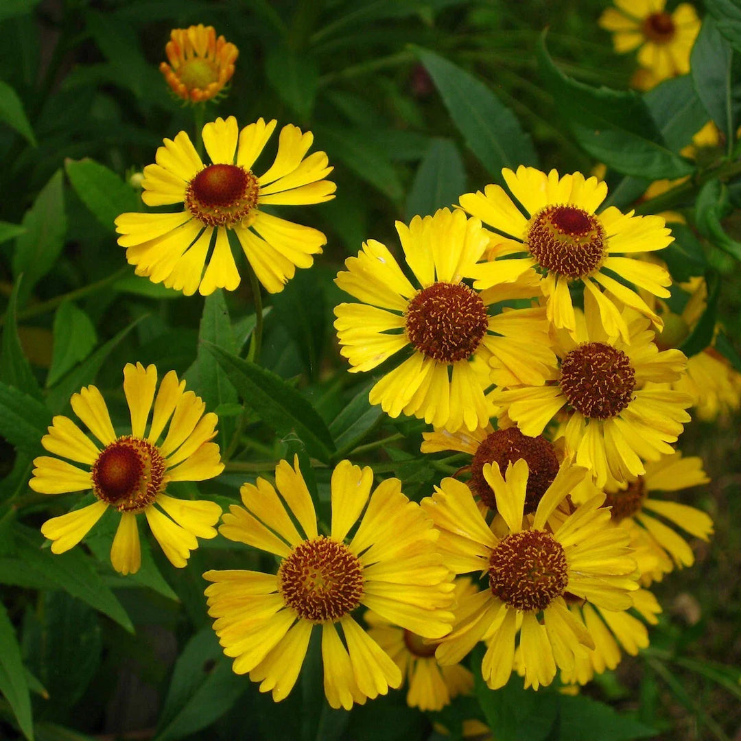 autumn sneezeweed flower seeds