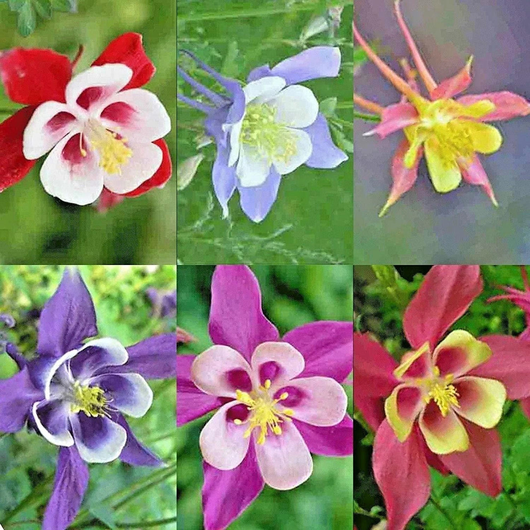 columbine mix flower seeds