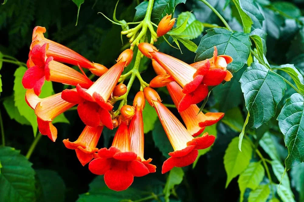 orange trumpet flower seeds