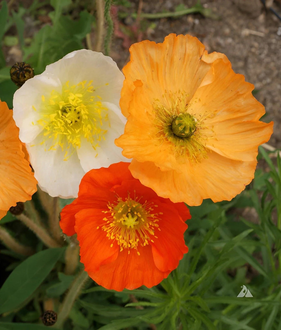 white orange flower seeds