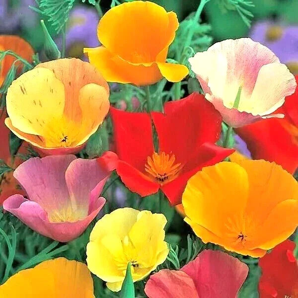 california poppy flower seeds