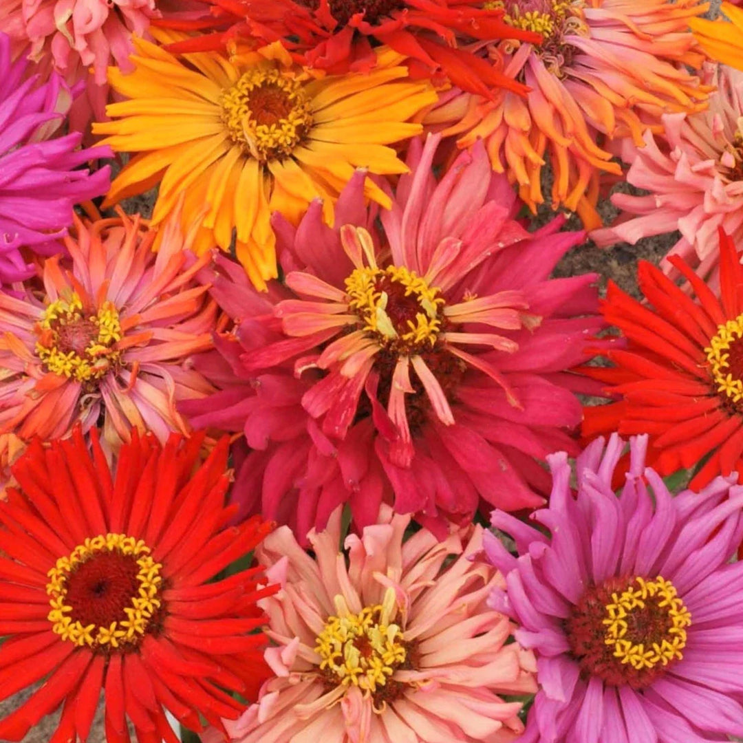 cactus mix flower seeds