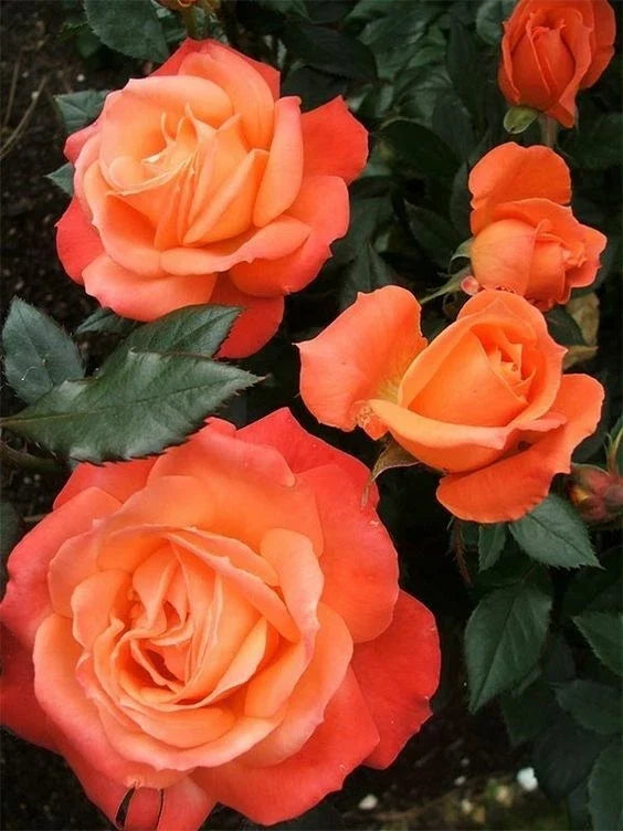 orange bright flower seeds