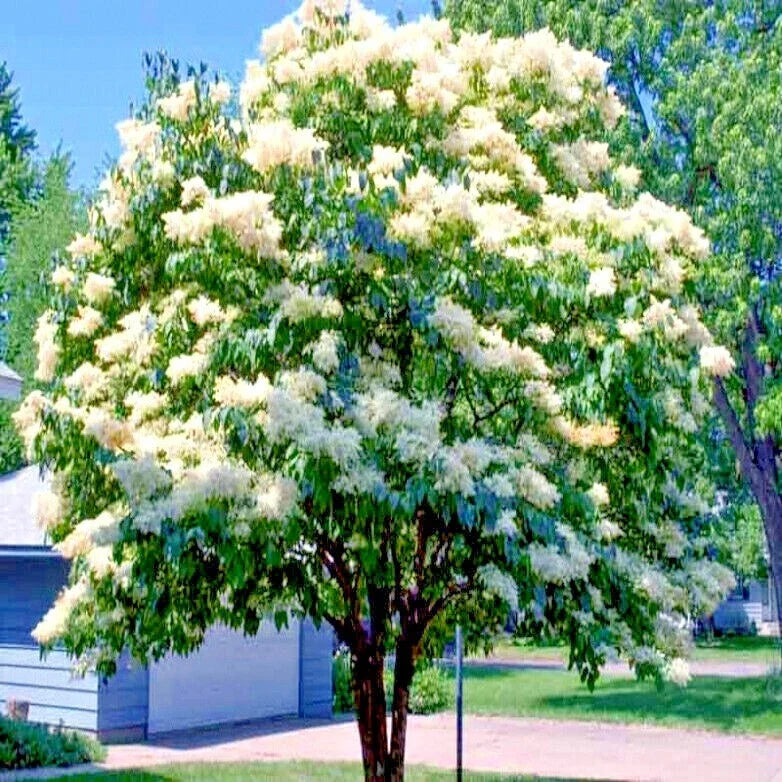 white japanese flower seeds