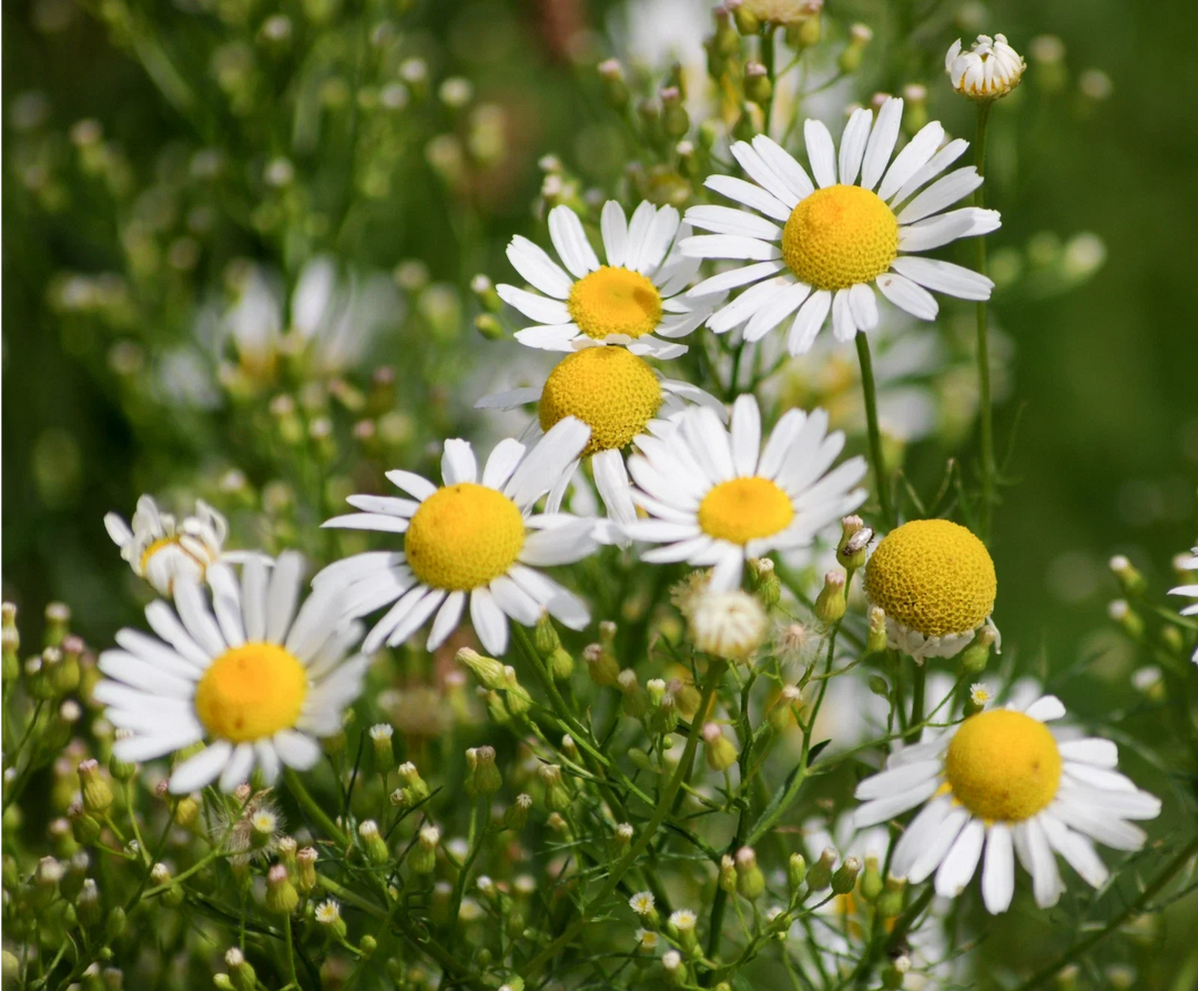common german flower seeds