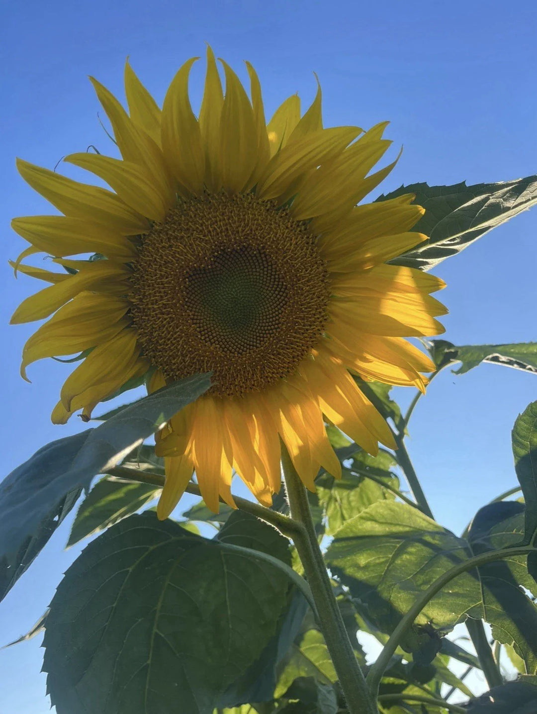 mammoth sunflower flower seeds