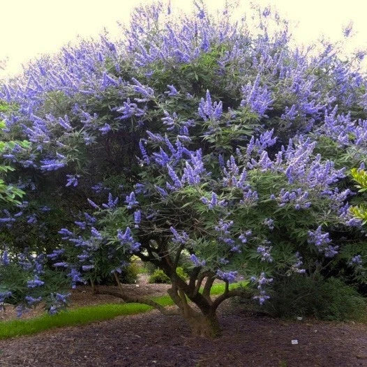 vitex agnus flower seeds