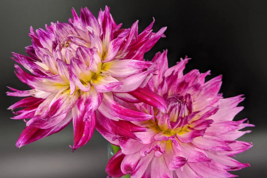 enchantress dahlia flower seeds