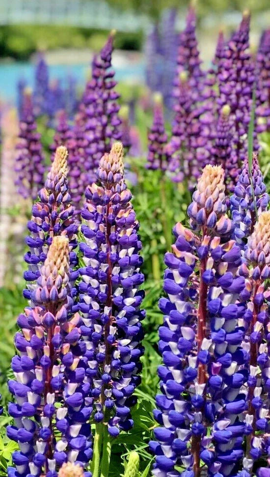 blue white flower seeds