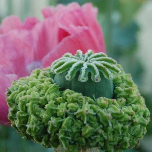 hens and flower seeds