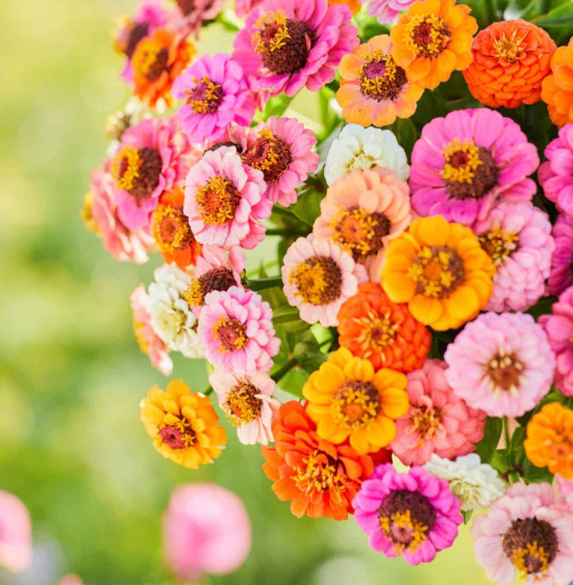 zinnia landscaper flower seeds