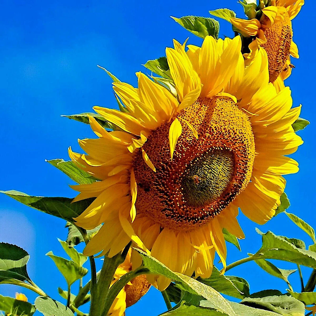 giant mammoth flower seeds
