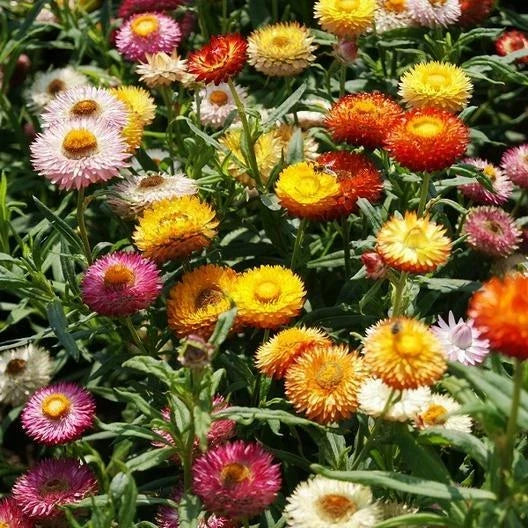 strawflower dwarf flower seeds