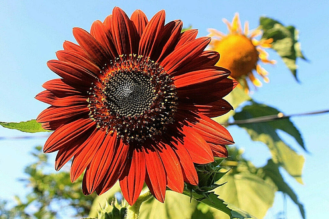 red orange flower seeds