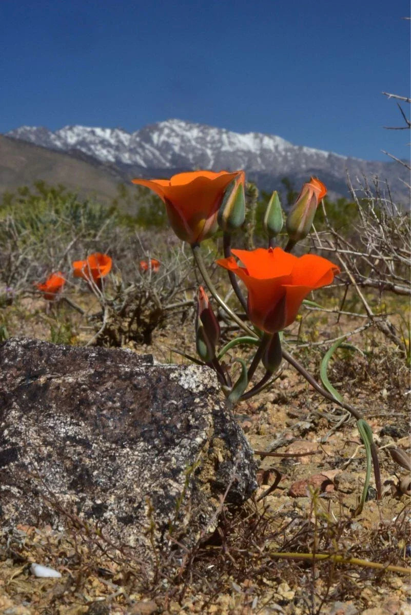 calochortus kennedyi flower seeds