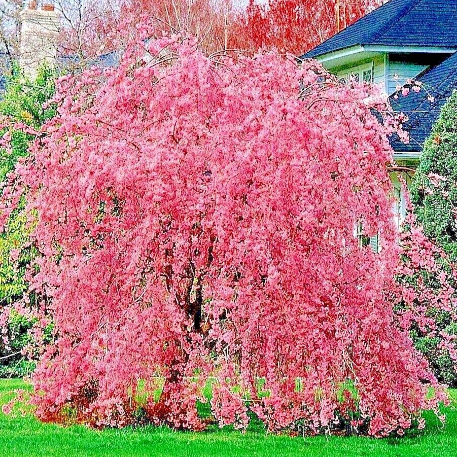 japanese weeping flower seeds