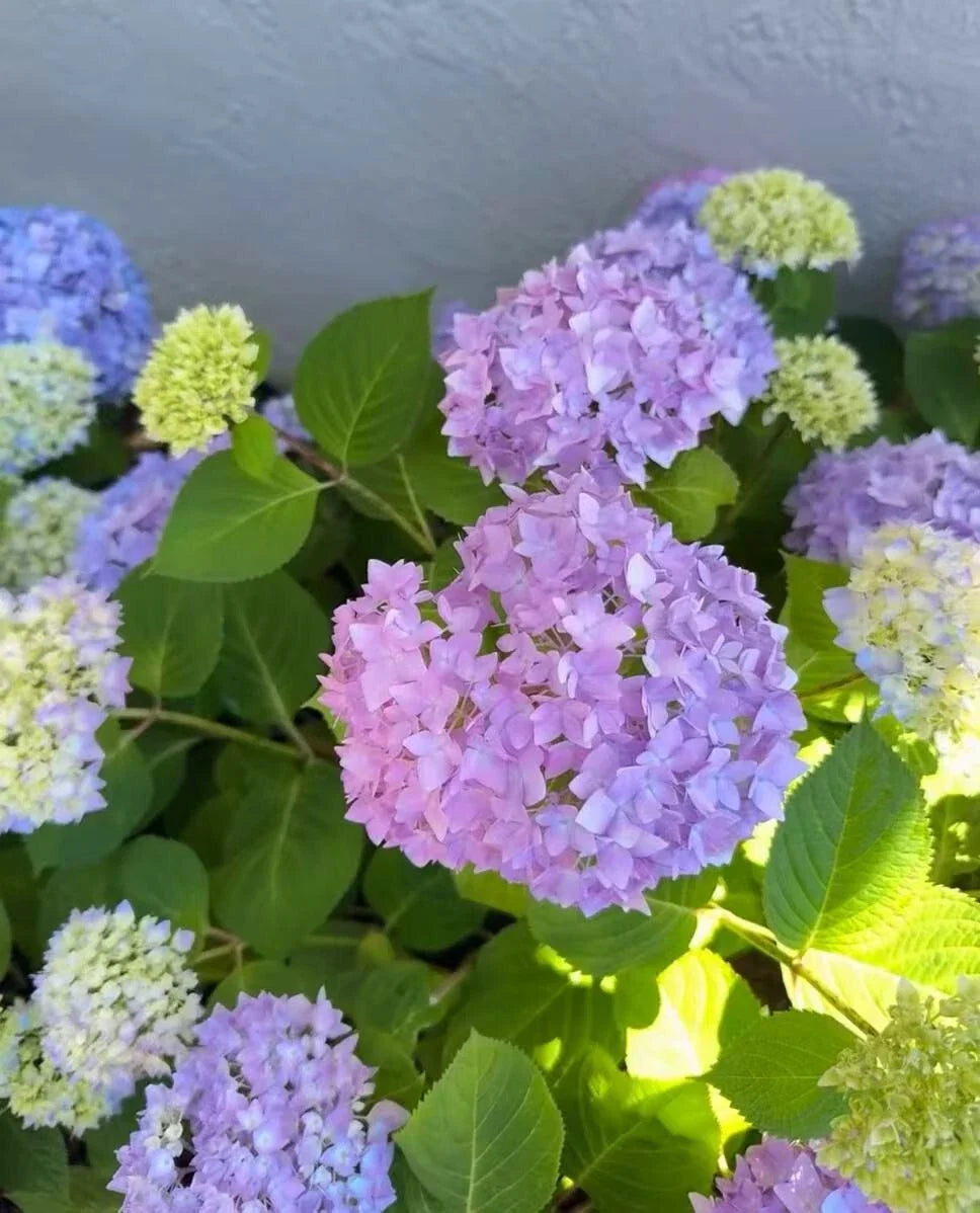 blue mixed flower seeds