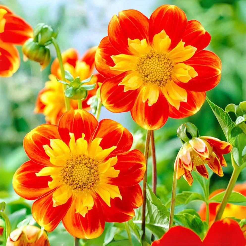 pooh swan flower seeds