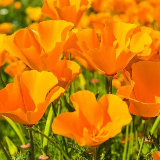 orange giant flower seeds
