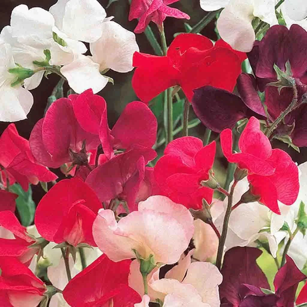 sweet pea flower seeds