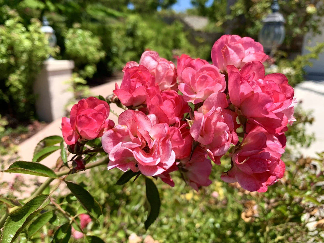 pink white flower seeds